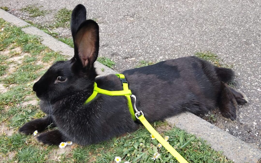 Pan-Pan, le lapin star de notre école !